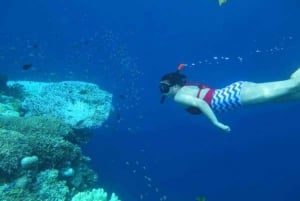 Bali: Lovina Sunrise Dolphin Watching And Snorkeling Tour