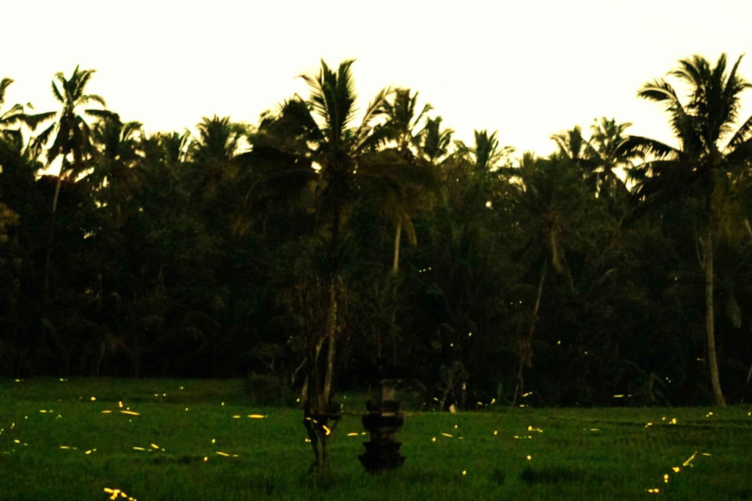 Bali: tour magico delle lucciole e cultura autentica