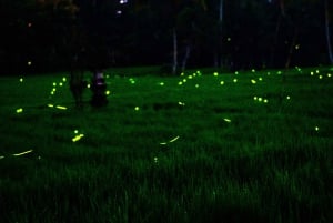 Bali: Magische Nacht mit Glühwürmchen & authentischer Kultur