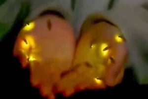 Bali: Magische Nacht mit Glühwürmchen & authentischer Kultur