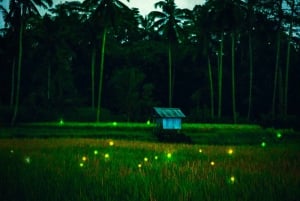 Bali: Magische Nacht mit Glühwürmchen & authentischer Kultur