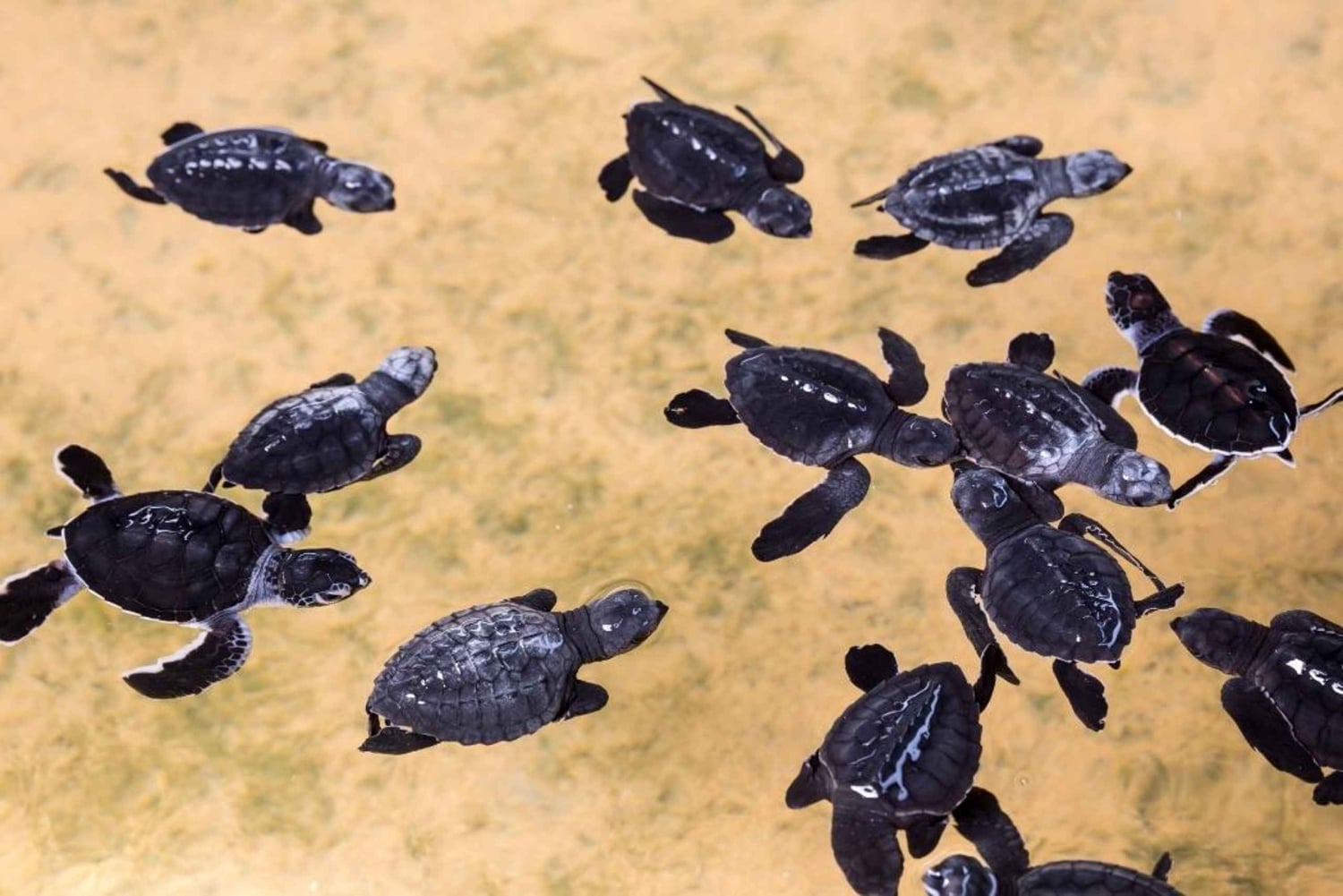 Bali: Melasti Beach, GWK Kulturpark, Kecak, Turtle Island