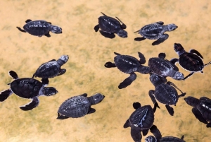 Bali: Melasti Beach, GWK Kulturpark, Kecak, Turtle Island