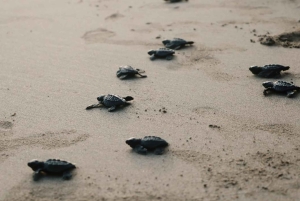 Bali: Melasti Beach, GWK Kulturpark, Kecak, Turtle Island