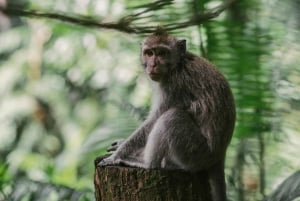 Ubud: Private Tour of Temples, Waterfalls & Rice Terraces