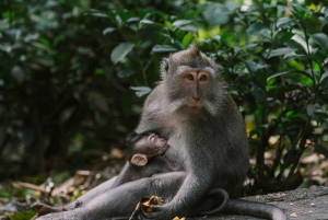 Ubud: Private Tour of Temples, Waterfalls & Rice Terraces