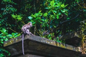 Bali : forêt des singes, Taman Ayun, temple de Tanah Lot