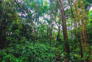 Bali : forêt des singes, Taman Ayun, temple de Tanah Lot
