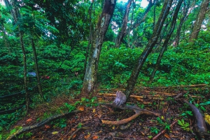 Bali : forêt des singes, Taman Ayun, temple de Tanah Lot