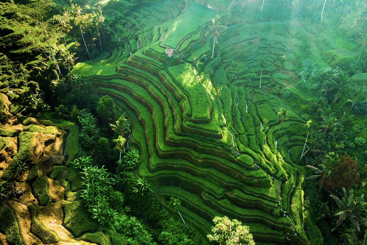Bali :Bosque de los Monos, Tegalalang, Templo y Cascada aislada