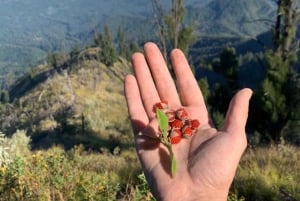 Bali: Mount Agung Sunrise Trekking Tour with Hotel Pickup