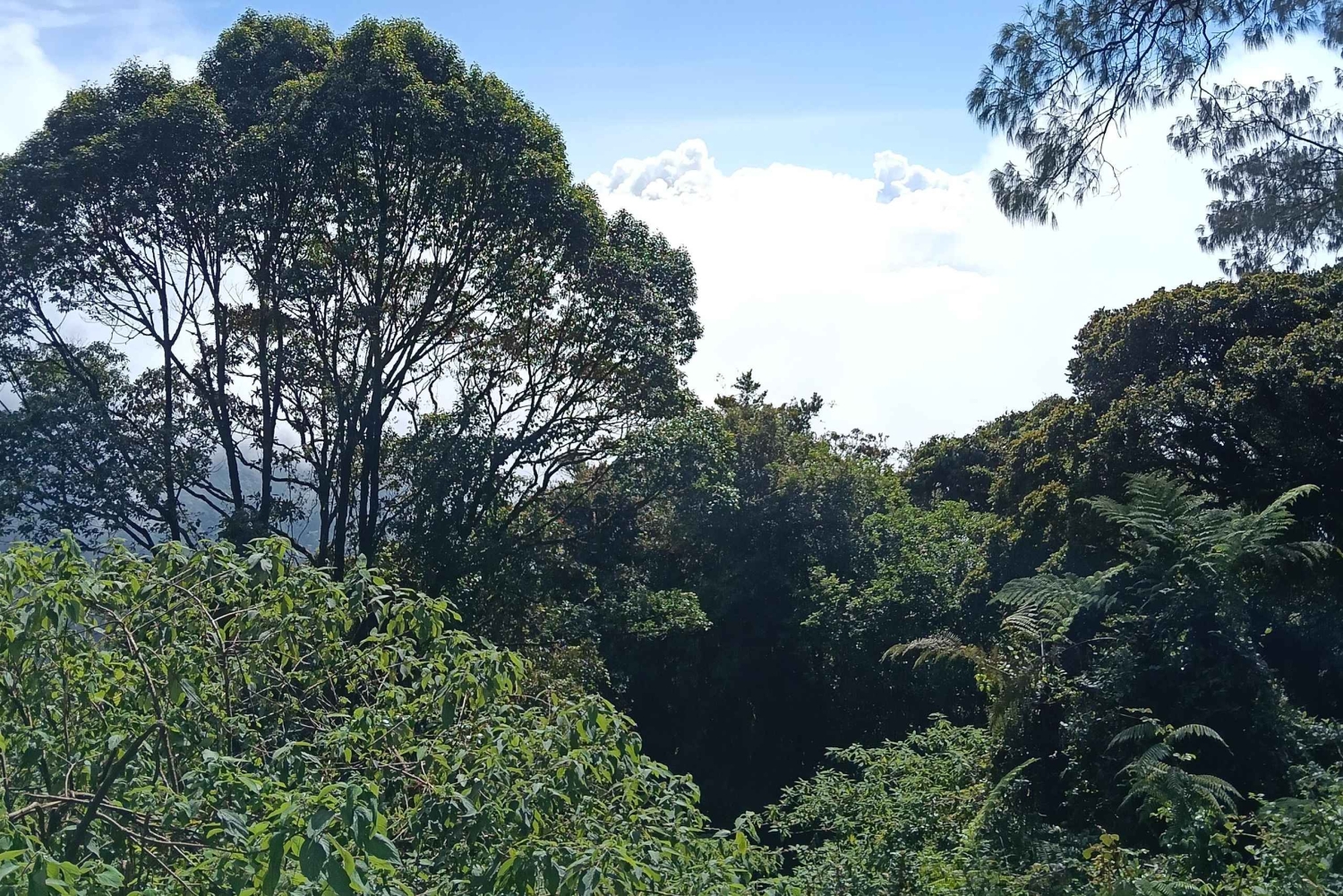 Bali: Mount Catur Trek from Pelaga and finish at Bedugul