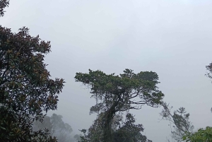 Bali: Mount Catur Trek from Pelaga and finish at Bedugul