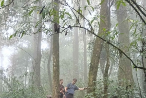 Bali: Mount Catur Trek from Pelaga and finish at Bedugul