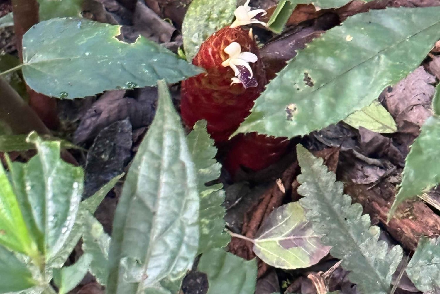 Bali Nature Forest Walk Tour