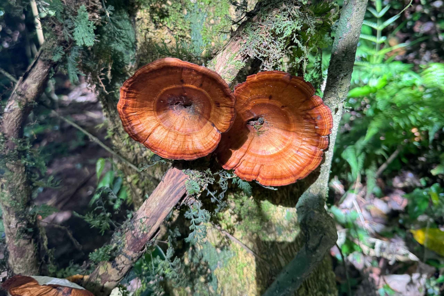 Bali Nature Forest Walk Tour