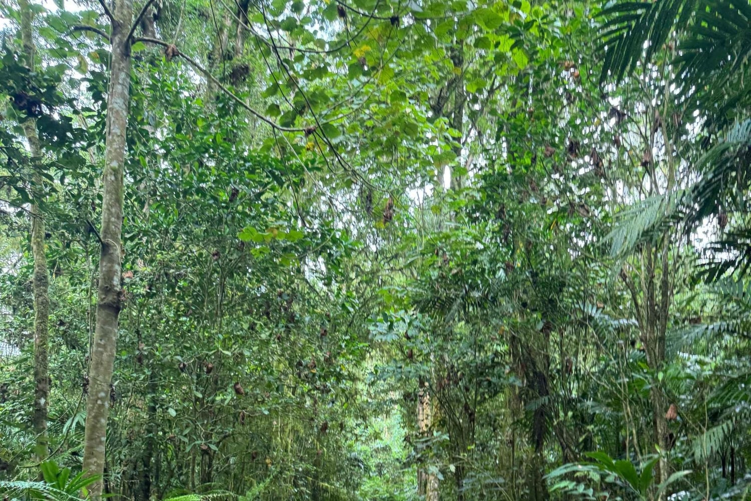 Bali Nature Forest Walk Tour