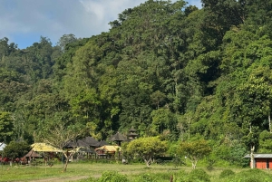 Tour a pie por el bosque de Bali