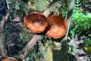 Bali Nature Forest Walk Tour