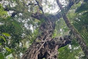 Bali Nature Forest Walk Tour