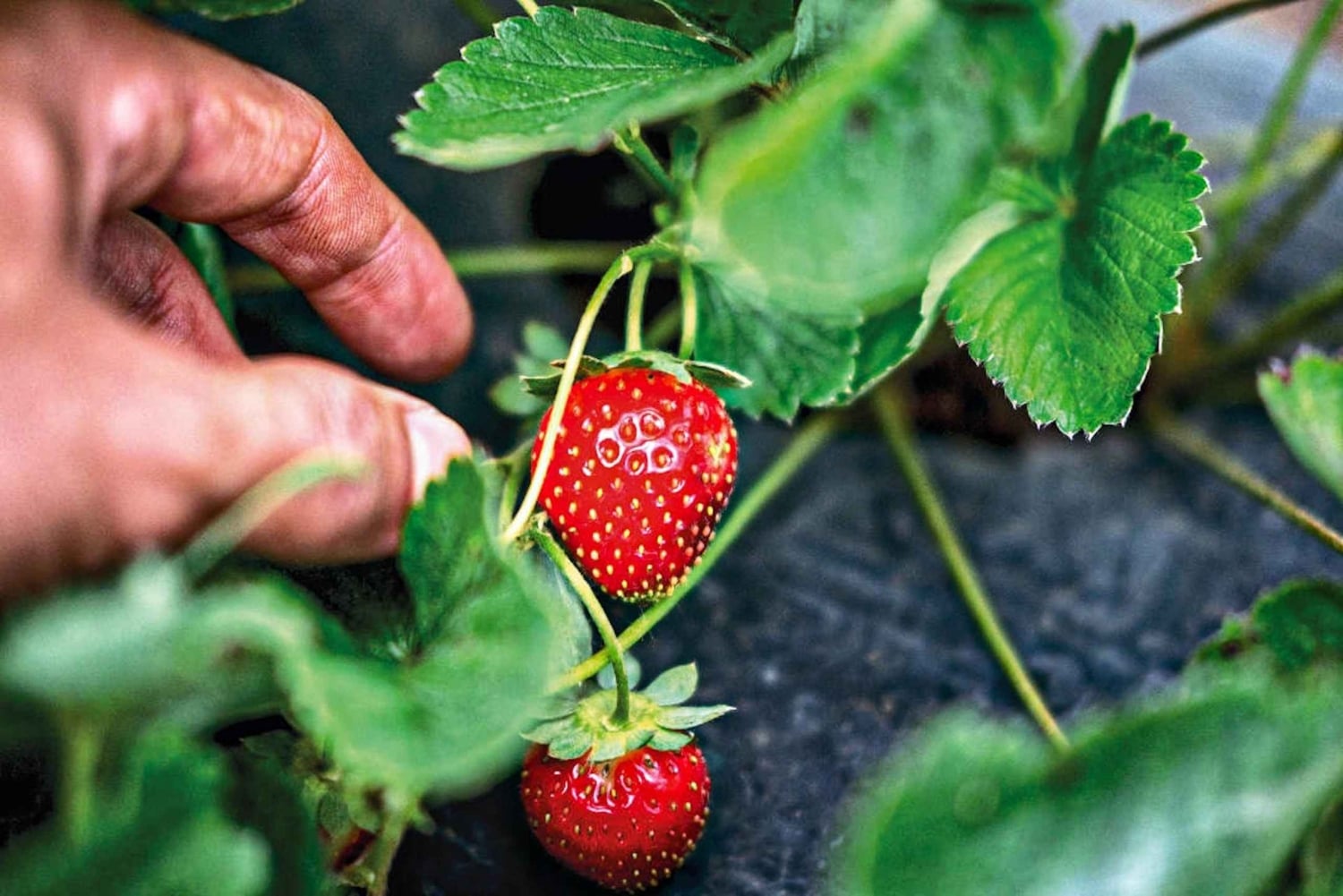 バリ島：自然の花、湖の光景、イチゴの幸せ