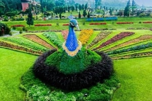 バリ島：自然の花、湖の光景、イチゴの幸せ