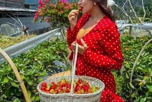 バリ島：自然の花、湖の光景、イチゴの幸せ