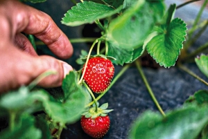 バリ島：自然の花、湖の光景、イチゴの幸せ
