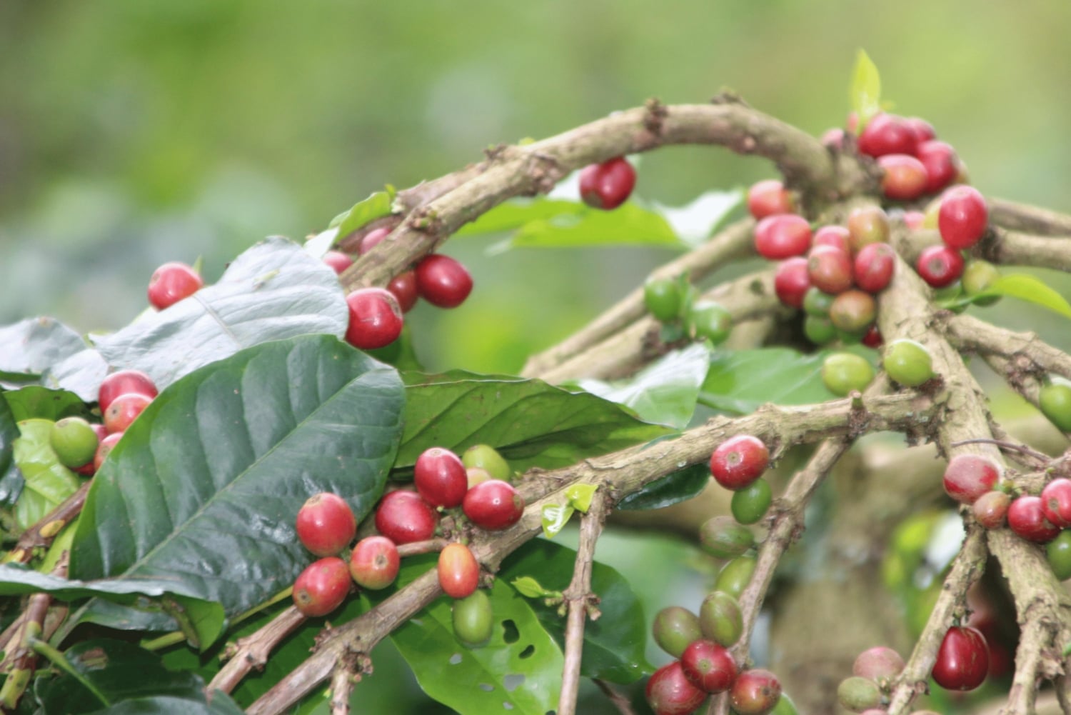 Bali : North Bali Hidden Gems - Costumized Tour