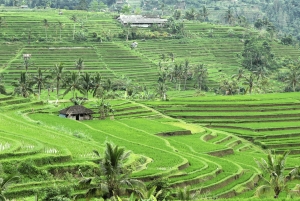 Bali : North Bali Hidden Gems - Costumized Tour