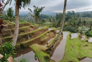 Bali: tour del nord di Bali con la cascata Yeh Hoo