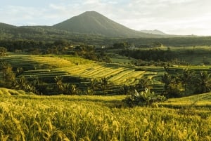Bali: North Bali Waterfalls, Temples, and Rice Terraces Tour