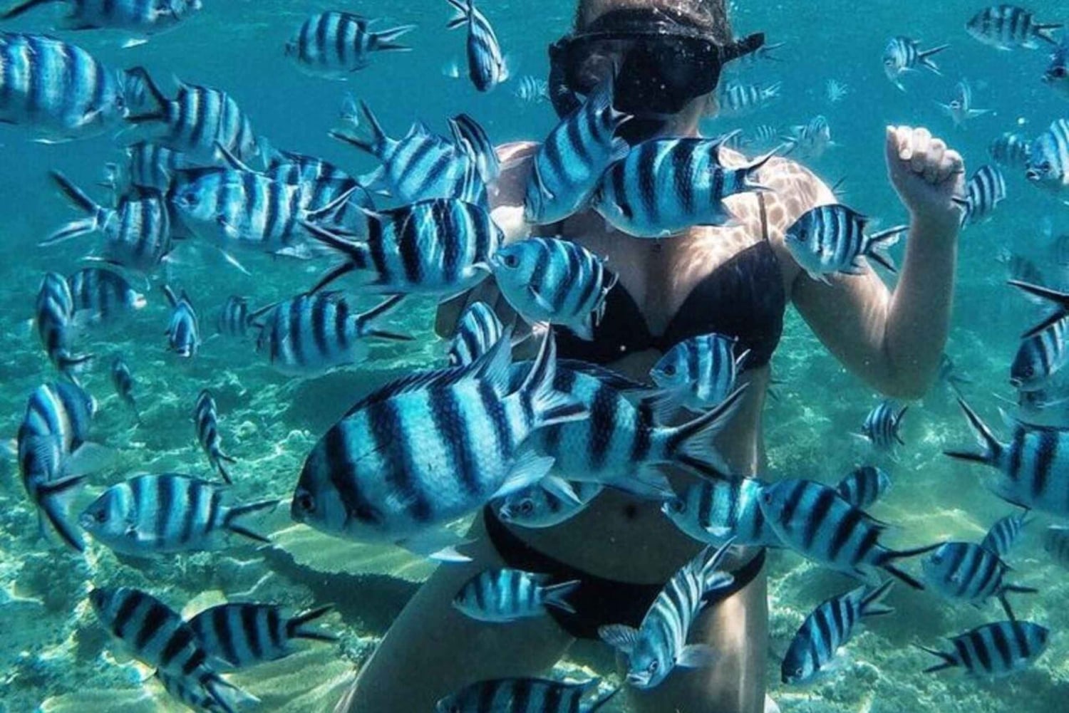 Bali/Nusa Dua: snorklaus, lasipohjaisella veneellä ajelu ja kilpikonnakeskus