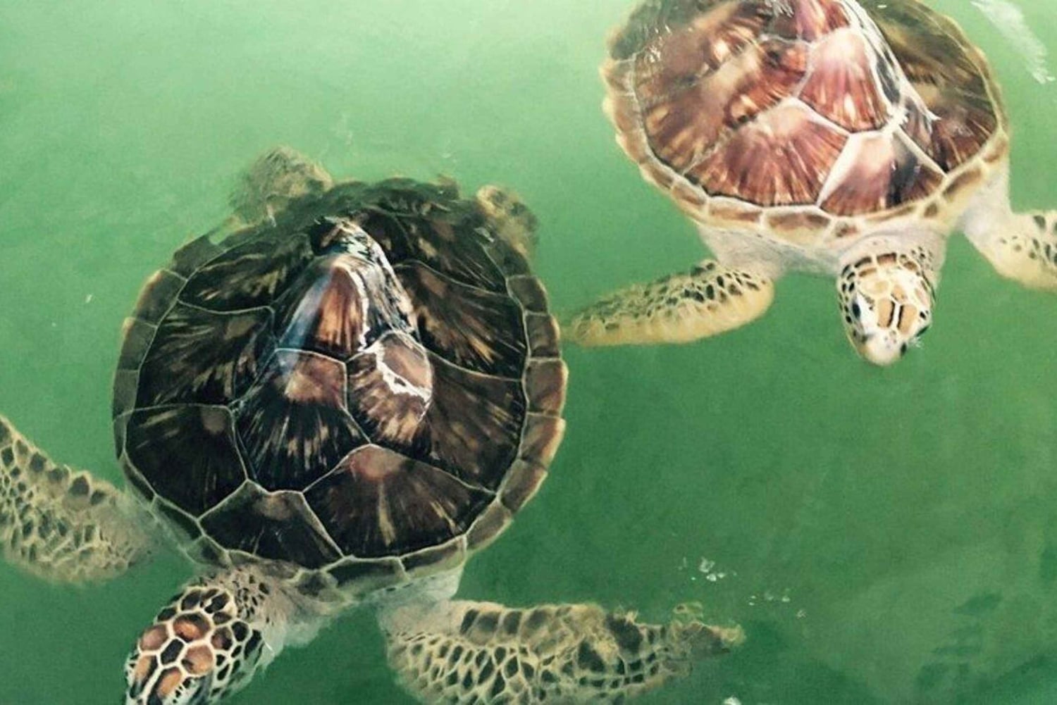Bali/Nusa Dua: snorklaus, lasipohjaisella veneellä ajelu ja kilpikonnakeskus