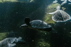 Bali/Nusa Dua: snorklaus, lasipohjaisella veneellä ajelu ja kilpikonnakeskus