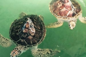 Bali/Nusa Dua: snorklaus, lasipohjaisella veneellä ajelu ja kilpikonnakeskus