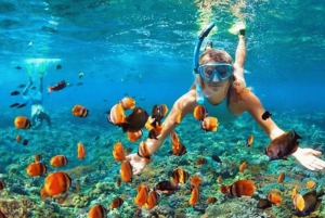 Bali/Nusa Dua: snorklaus, lasipohjaisella veneellä ajelu ja kilpikonnakeskus