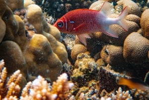 Bali/Nusa Dua: snorklaus, lasipohjaisella veneellä ajelu ja kilpikonnakeskus