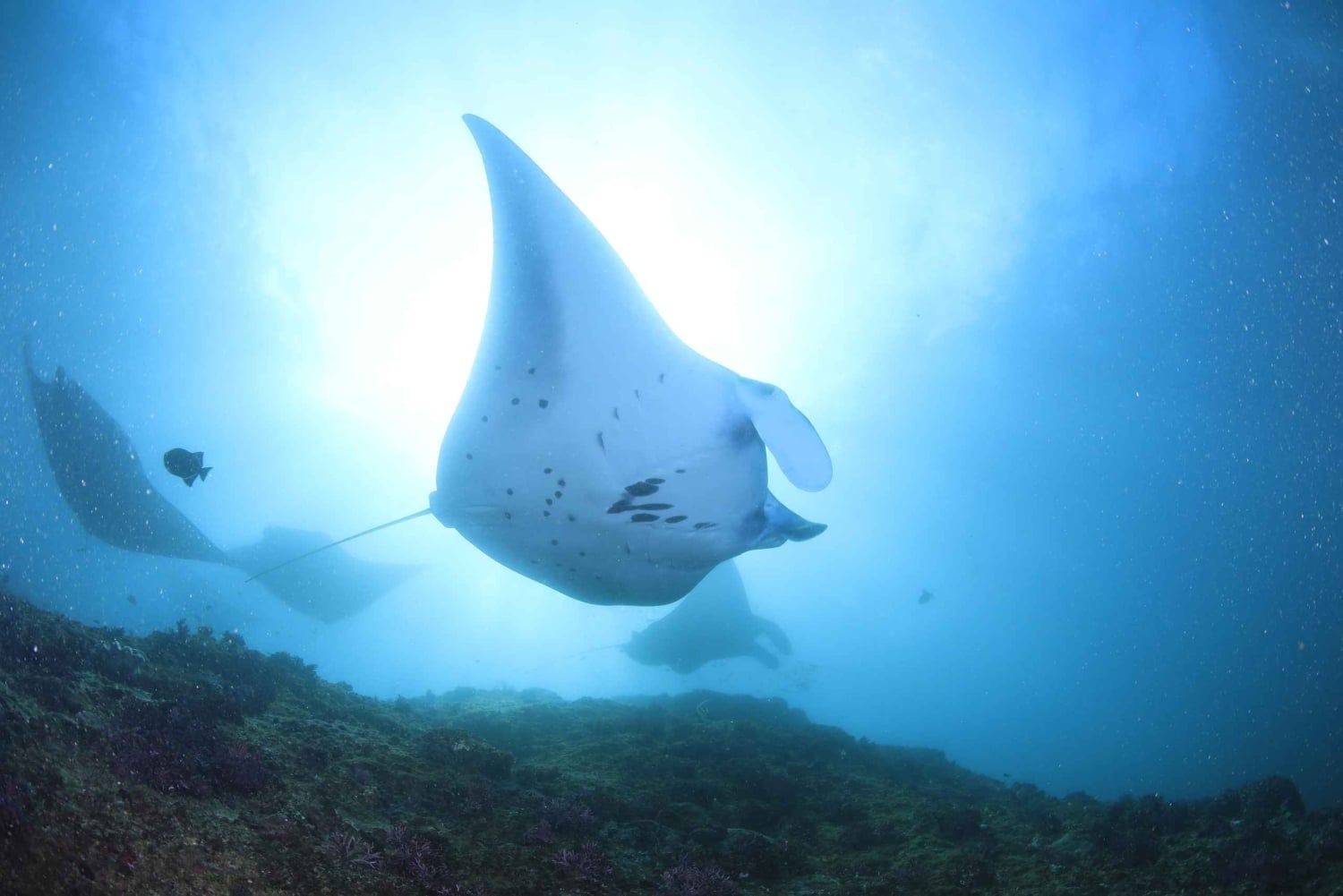 Bali/Nusa Penida: 3 Fun Dives to Manta Point, Mola & Reef