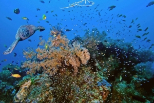 Bali/Nusa Penida: 3 Fun Dives to Manta Point, Mola & Reef