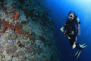 Bali/Nusa Penida: 3 Fun Dives to Manta Point, Mola & Reef