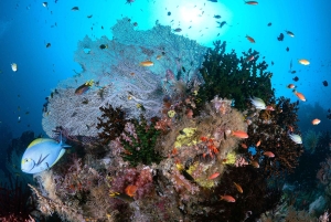 Bali/Nusa Penida: 3 Fun Dives to Manta Point, Mola & Reef