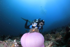 Bali/Nusa Penida: 3 Fun Dives to Manta Point, Mola & Reef