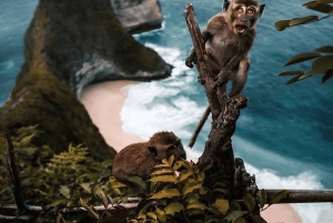 Bali/Nusa Penida: høydepunkter på naturtur i vestlige del av dagen og lunsj