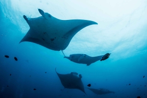 Bali/Nusa Penida: Manta Point Snorkel Boat & West Coast Tour