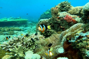 Bali: Nusa Penida Snorkeling Adventure i wycieczka po wyspie