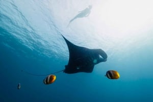 Bali/Nusa Penida: Snorkeling Manta Point & West Coast Tour