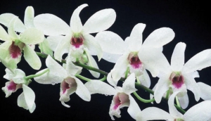 Bali Orchid Garden