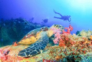 Bali: Padangbai Blue Lagoon Beginner's Dive Experience