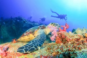 Padangbai Blue Lagoon Beginner's Dive Experience